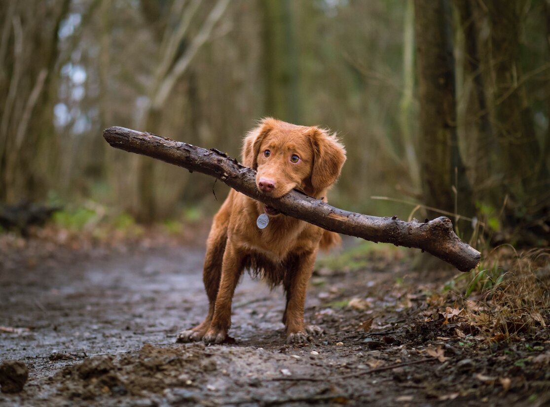 dog with large stick