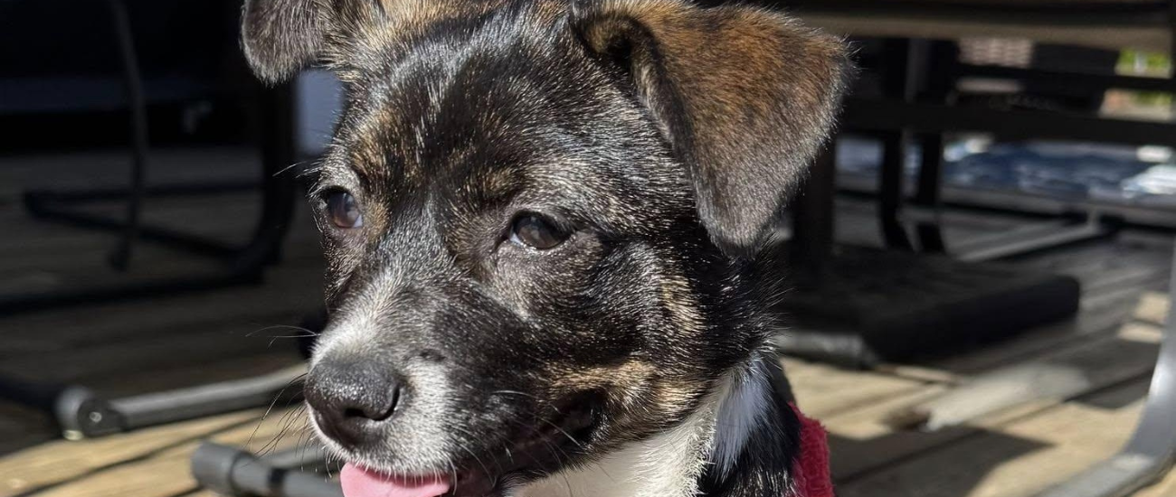 September Rescue: $175 Donated, Meet Mirabel from Destination Home Puppy Rescue