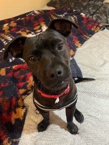 April Rescue - Waggy Tails $170 Donated